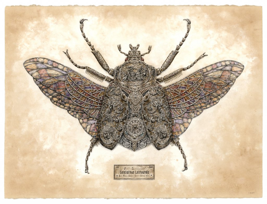 Illustration d'un insecte par Steeven Salvat
